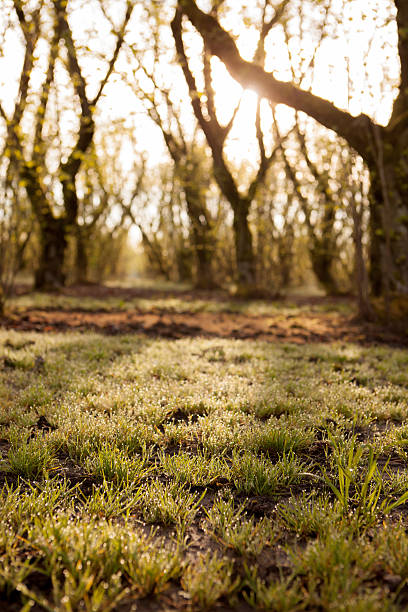 istock Close up of wet grass in a forest. 546007576