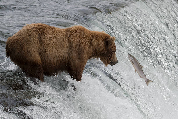 istock Grizzly Bear Hunting Salmon in Waterfall 546007604
