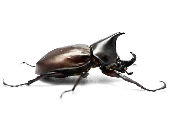 istock Male Rhinoceros beetle 546008580