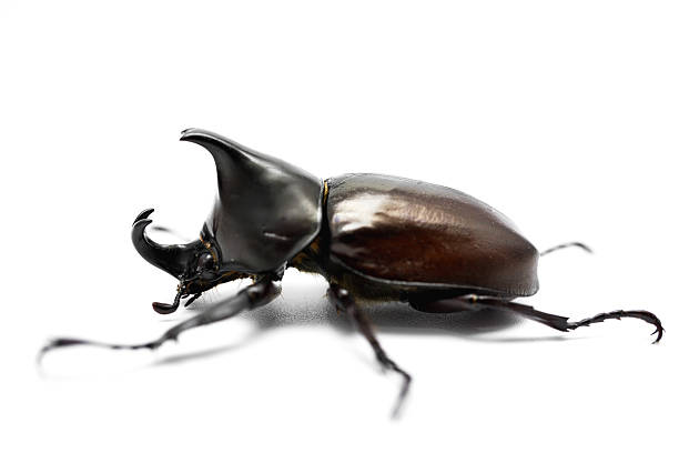 istock Male Rhinoceros beetle 546008600