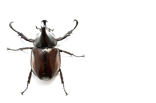 Male Rhinoceros beetle on white background