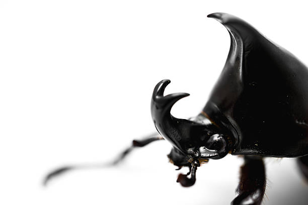 istock Male Rhinoceros beetle 546008704