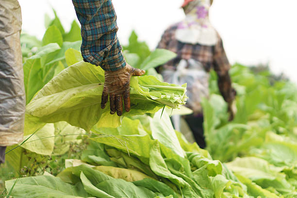 istock Farmer harvest tobacco 546008980