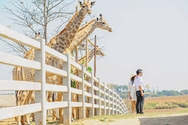 istock Asia young Couple with giraffe 546009050