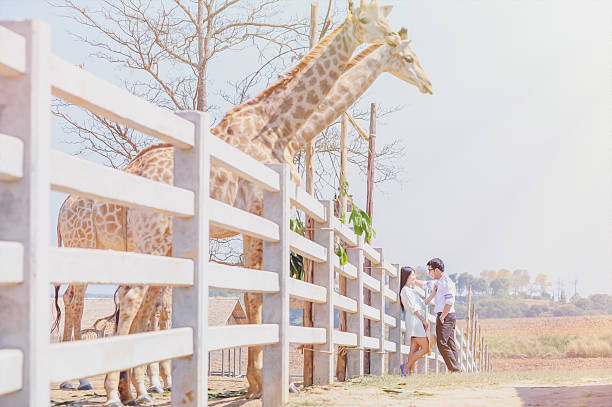 istock Asia young Couple with giraffe 546009076