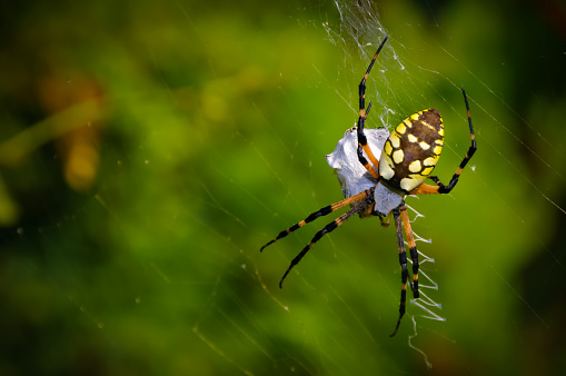 Garden spider catching a meal