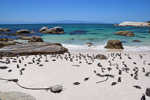 istock Boulders Beach, South Africa (Penguin Beach) 546009604