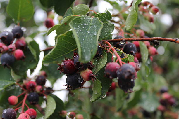 Shadberry with water drop at leaves and berrys 20043 stock photo