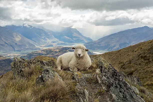 Fluffy sheep lies on a mountain ridge above the lake Wanaka located on New Zealand's South Island.