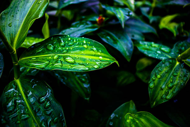 istock Closeup of leaves with water drops. 546011032