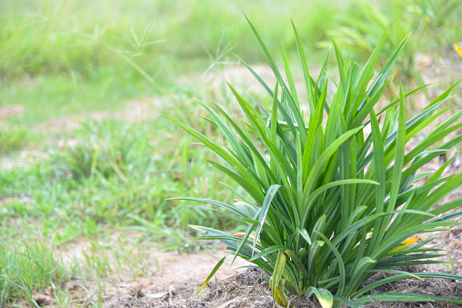 Green Grass background.