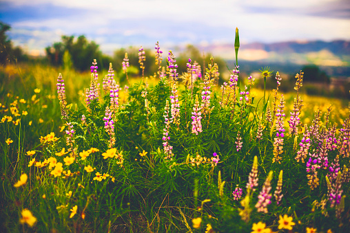 Summer landscape with meadow flowers daisies against the blue sky. Natural spring panorama.