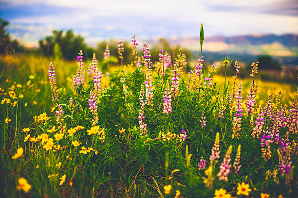 belas flores silvestres alpinas crescendo no campo. verão nos eua - wildflower flower colorado lupine - fotografias e filmes do acervo