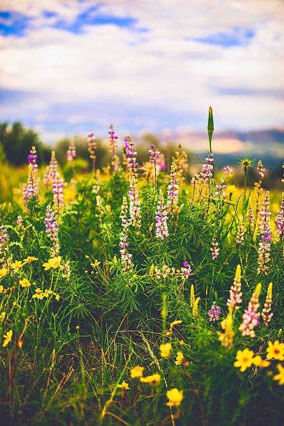 Photo of Beautiful alpine wildflowers growing in field. Summer in USA