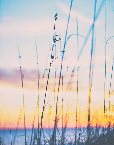 istock Sunset over the Atlantic ocean with wispy grasses in foreground 546013564