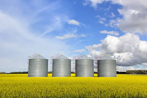 steel grain bins in a canola field