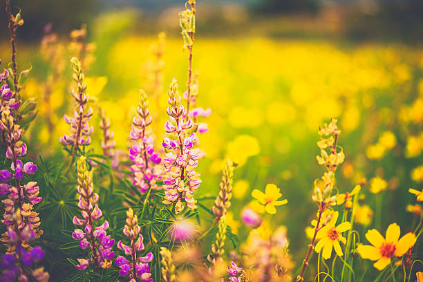 belas flores silvestres alpinas crescendo no campo. verão nos eua - wildflower flower colorado lupine - fotografias e filmes do acervo