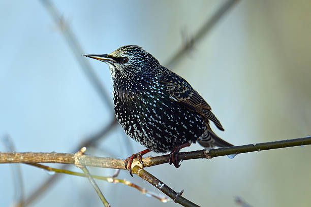 istock Juvenile European Starling 546015164