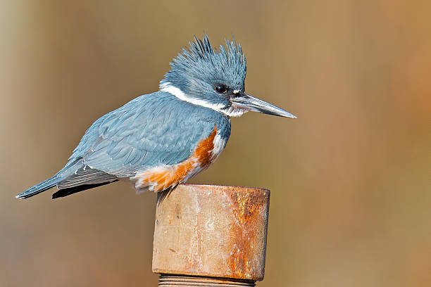 Belted Kingfisher Female