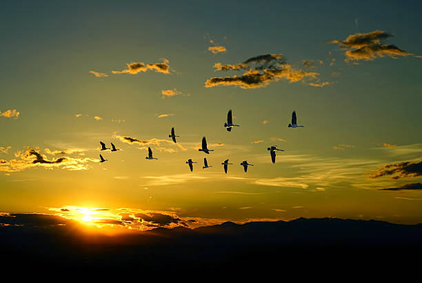 istock Beautiful sky on sunset or sunrise with flying birds 546016194