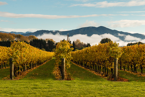 autumn vineyard in New Zealand with mountains and cloud inversion