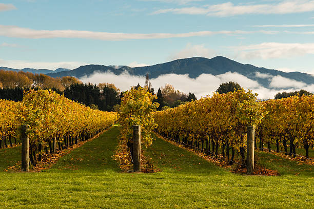 autumn vineyard with mountains and cloud inversion autumn vineyard in New Zealand with mountains and cloud inversion marlborough new zealand stock pictures, royalty-free photos & images