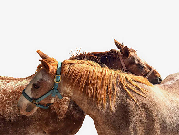 istock Two Horse Friends on White Background 546016940