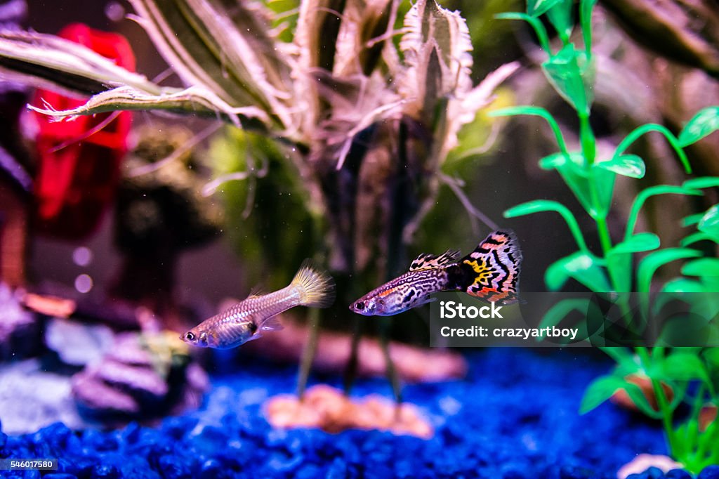 fancy guppy fancy guppy in aquarium Guppy - Fish Stock Photo