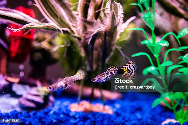 Fancy Guppy Stock Photo - Download Image Now - Guppy - Fish, Animals In Captivity, Aquarium