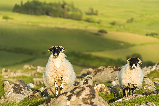 sheep and rame on rocks sheep and rame on rocks looking at camera rame stock pictures, royalty-free photos & images