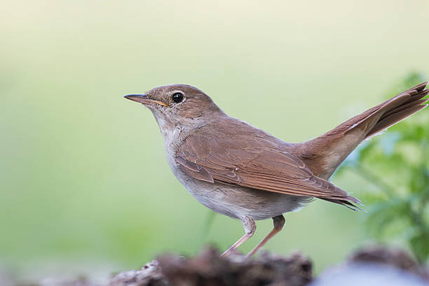 共通ナイチンゲール（luscinia megarhynchos ) - ナイチンゲール ストックフォトと画像