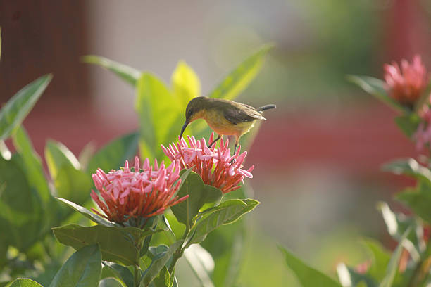 sunbird stock photo