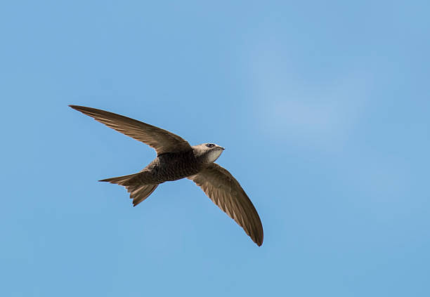 Common Swift (Apus apus) Common Swift (Apus apus) swift bird stock pictures, royalty-free photos & images