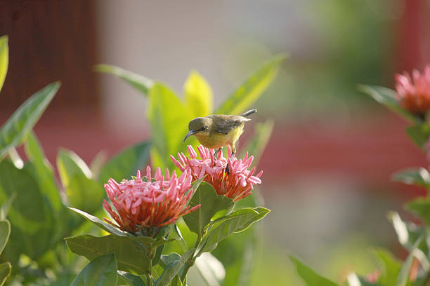 sunbird stock photo