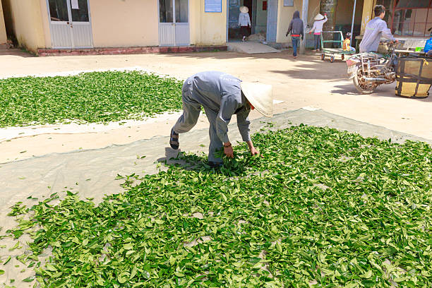 The worker of the factory tea are exposed to dry tea Da Lat City, Lam Dong Province, Vietnam - July 03, 2016 : workers are fresh green tea crop drying on long warm surface inside of tea factory for withering that tea factory where focuses on organic central highlands vietnam photos stock pictures, royalty-free photos & images