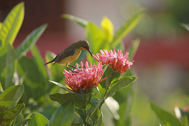 olive-backed sunbird stock photo