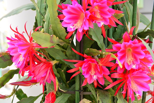 Epiphyllum Hybrid Stock Photo - Download Image Now - Orchid Cactus, Cactus,  Close-up - iStock