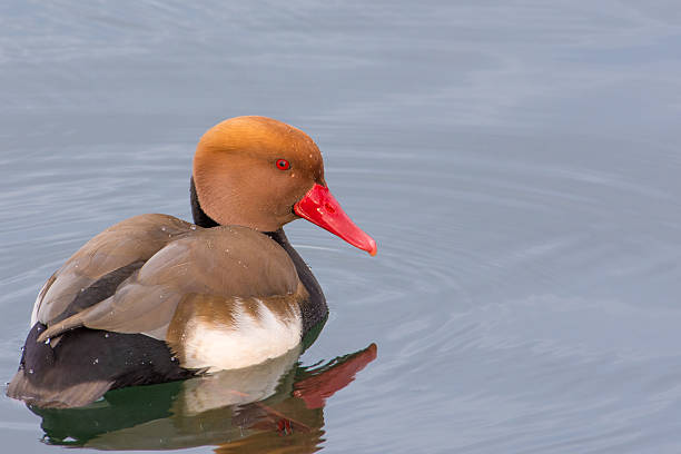 istock Ferruginous duck. Upper Zurich Lake, Switzerland 546020982
