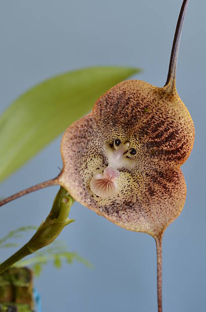 macaco rosto - dracula orchid - fotografias e filmes do acervo