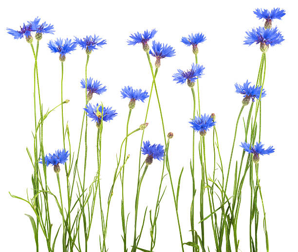 istock bouquet of cornflowers isolated on white background 546021280