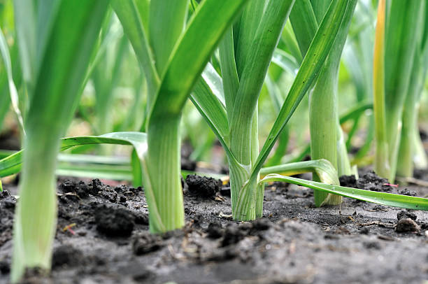 organically cultivated leek plantation stock photo