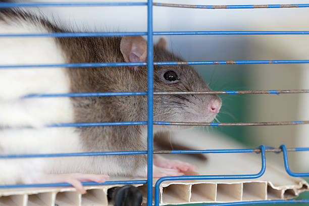 istock domestic rat in a cage 546022172