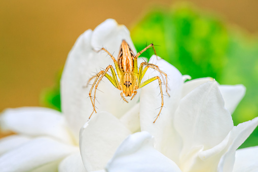 Yellow spider on white jasmine flower