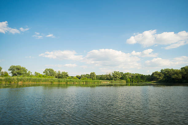 Wetland riverbank and sunny blue sky copy space scene