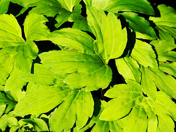 istock Aceriphyllum rossii - Mukdenia 546023938