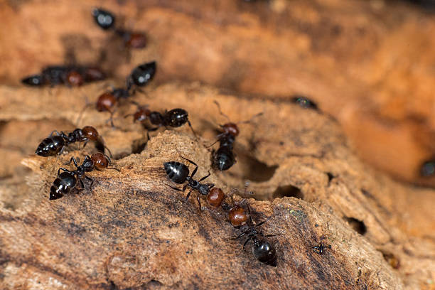 istock Red head ant honeypot Myrmecocystus close up macro 546024062