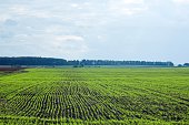 junge-weizensprossen-auf-einem-bauernfeld.jpg?b=1&s=170x170&k=20&c=XKbV6McCyMZ9UKWEWk2Y1H2GKKyxBqIAxsnowrFxchU=