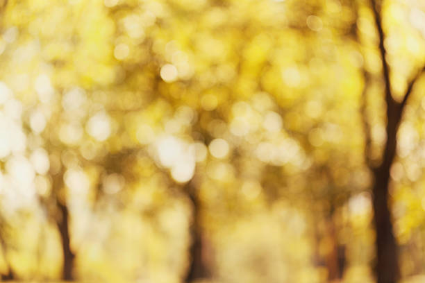 istock Yellow park autumn trees out of focus, abstract bokeh backdrop 546026584