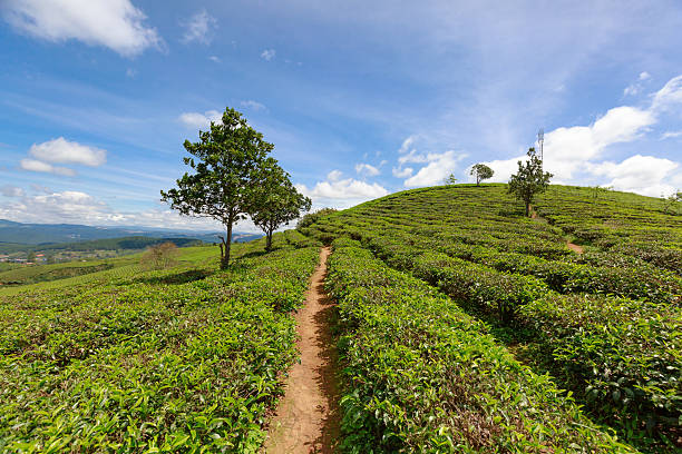 istock Magnificent views of green tea plantations 546027608