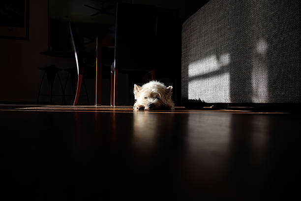 White dog sunbathing in a shadowy room